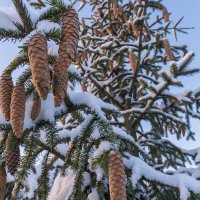 Нарядная елка :: Сергей Ц