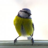 Любопытная лазоревка :) :: Юрий Куликов