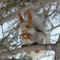 Белка на елке :: елена беликова