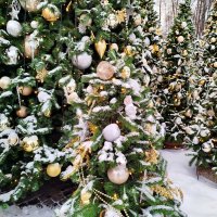 Не заблудиться б в елочном лесу.... :: Александр Чеботарь