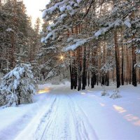 В сосновом бору (лыжная трасса) :: елена беликова