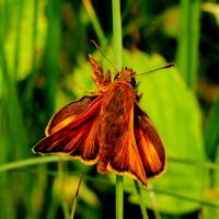 опять про бабочек...246 :: Александр Прокудин