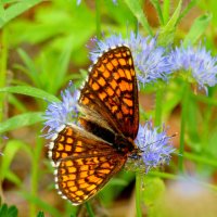 опять про бабочек...249 :: Александр Прокудин опять про бабочек...249 :: Александр Прокудин