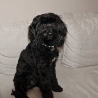 Фотомодель лабрадудель Тучка :: Светлана 