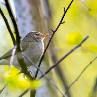 Пеночка майским утром :: Владимир Лазарев