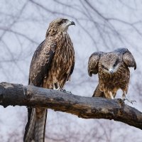 Коршун :: SanSan 