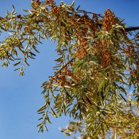 Джуда :: Анатолий Чикчирный