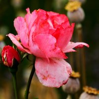 Цветы ушедшего лета :: Юрий. Шмаков