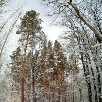 В лесу предновогоднем.... :: Андрей Заломленков