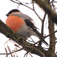 Снегирь :: Лина 