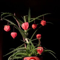 *** :: Егор Бабанов