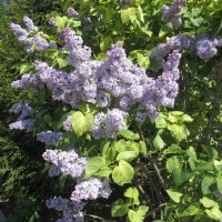 май :: Елена Шаламова