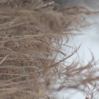 В траве :: Вячеслав Крысанов