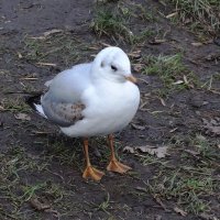 Чайки в городском парке :: Рита Симонова