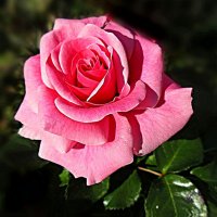 Розочка :: Наталья Куликова