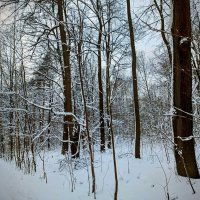 В декабре пред Новогодняя фото сессия на природе. :: Михаил Столяров
