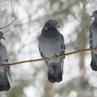 Сизари. :: Виктор Евстратов