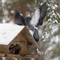 Прилетел я! :: Виктор Евстратов Прилетел я! :: Виктор Евстратов