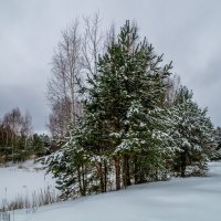 Зимние утро 4 :: Андрей Дворников