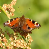 опять про бабочек...253 :: Александр Прокудин