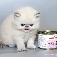 ... :: Светлана Ищенко