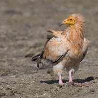 Стервятник :: Maxim Lanin