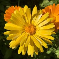 "затмила красотой своей" :: Olga Oskolkova