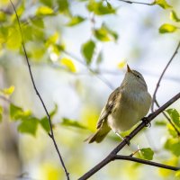 Пеночка. Весеннее настроение. :: Владимир Лазарев