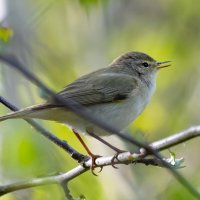 Пеночка. Весеннее настроение. :: Владимир Лазарев