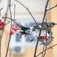 Стартанул :: Валерий Иванович