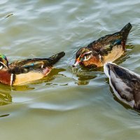 Каролинка :: SanSan 