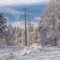 Зимний лес :: Игорь Сикорский