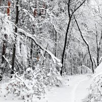 О прогулках в Новый год... :: Андрей Заломленков