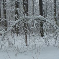 Тяжела ты, шапка...) :: Галина 