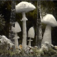 Чудеса зимнего леса :: Aleksandr Gal Чудеса зимнего леса :: Aleksandr Gal