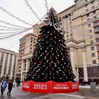 Пожилая ёлка ! Ей сносу нет !  ,,,) :: Анатолий Колосов