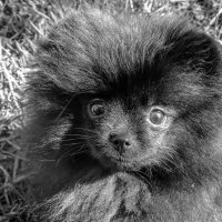 Шерстяной комочек :: Игорь Викторов