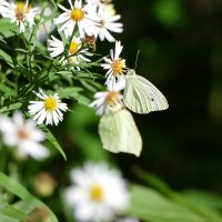 опять про бабочек...256  С Новым Годом! :: Александр Прокудин