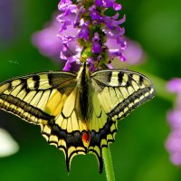 опять про бабочек...260  С Новым Годом! :: Александр Прокудин