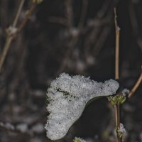 На листе сирени :: Giant Tao /