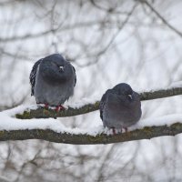 Посидим, подумаем. :: Татьяна Бравая