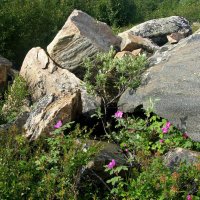 ЯМАЛ :: Tata Wolf