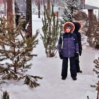 Денис среди новогодних елочек! :: Владимир 