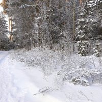 После снегопада :: Любовь Сахарова
