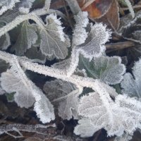 такой разный ноябрь :: Елена Шаламова