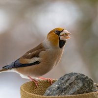 Дубонос прилетел. :: Sergey (Apg)