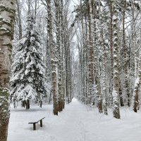 зимняя аллея и парке :: Владимир 