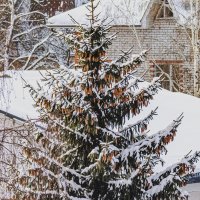 С Новым годом друзья! :: Петр Беляков