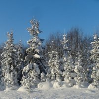 Зимняя сказка :: Наталья Куликова Зимняя сказка :: Наталья Куликова