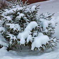 Маленькой ёлочке холодно зимой... :: Светлана 